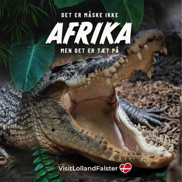 Tæt på Lolland-Falster Krokodille Zoo