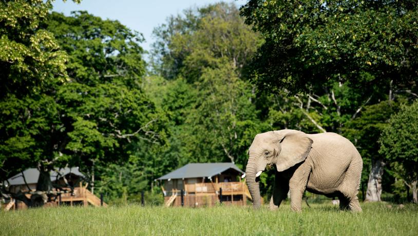 Knuthenborg Safaripark