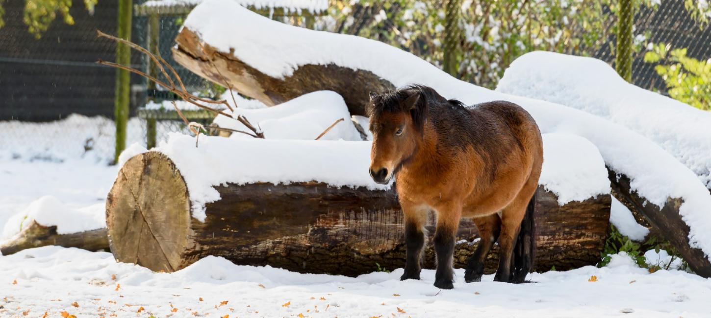 Guldborgsund Zoo hest i snevejr