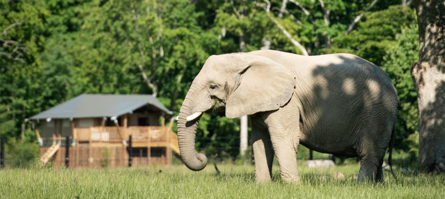 Knuthenborg Safaripark