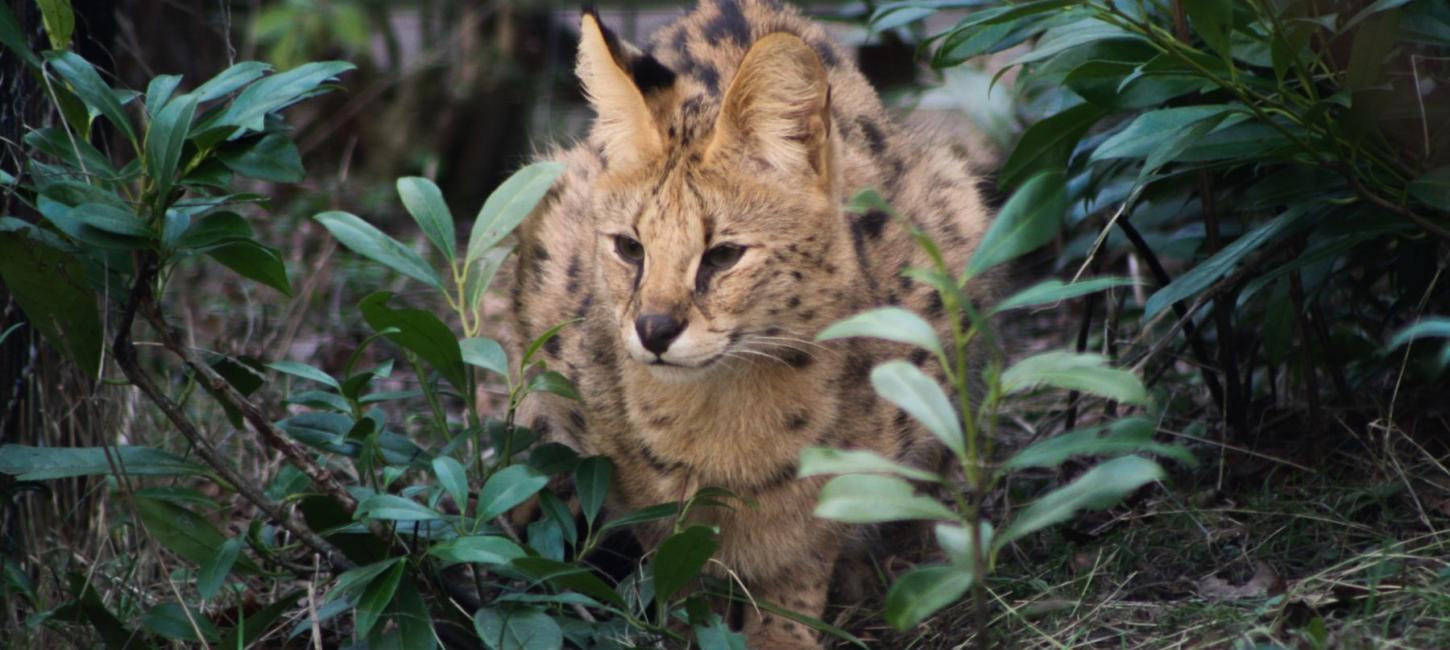 Pangea Park Falster serval