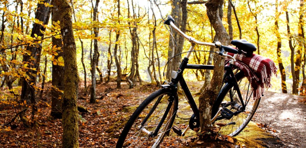 Cykel i skov om efteråret