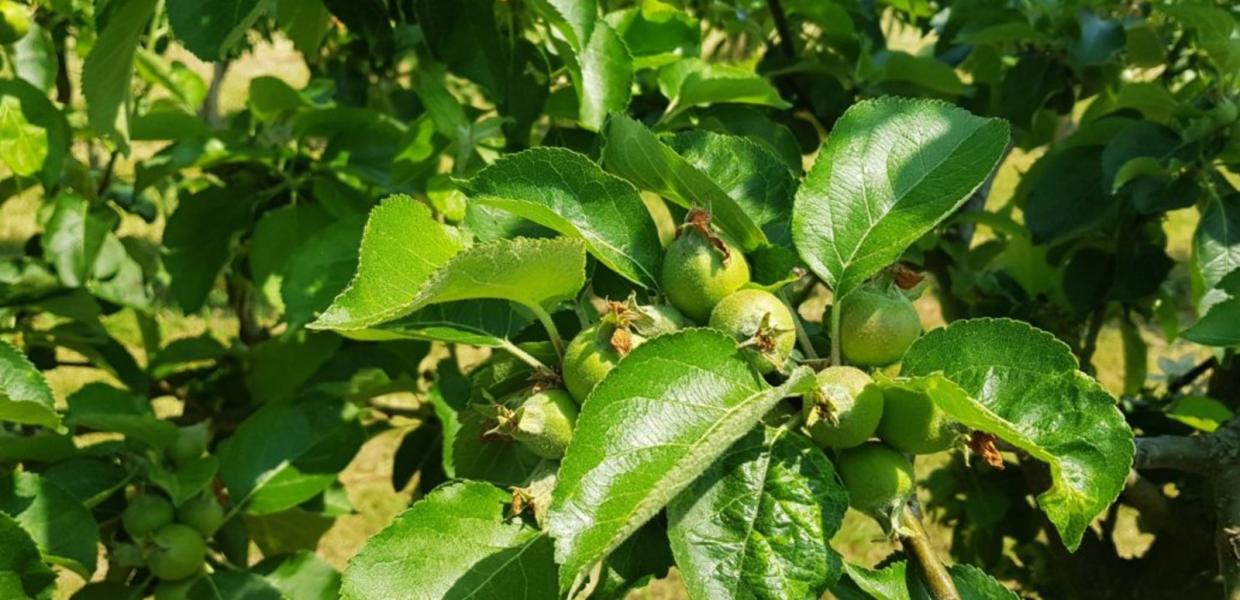 Askø-Lilleø æbler