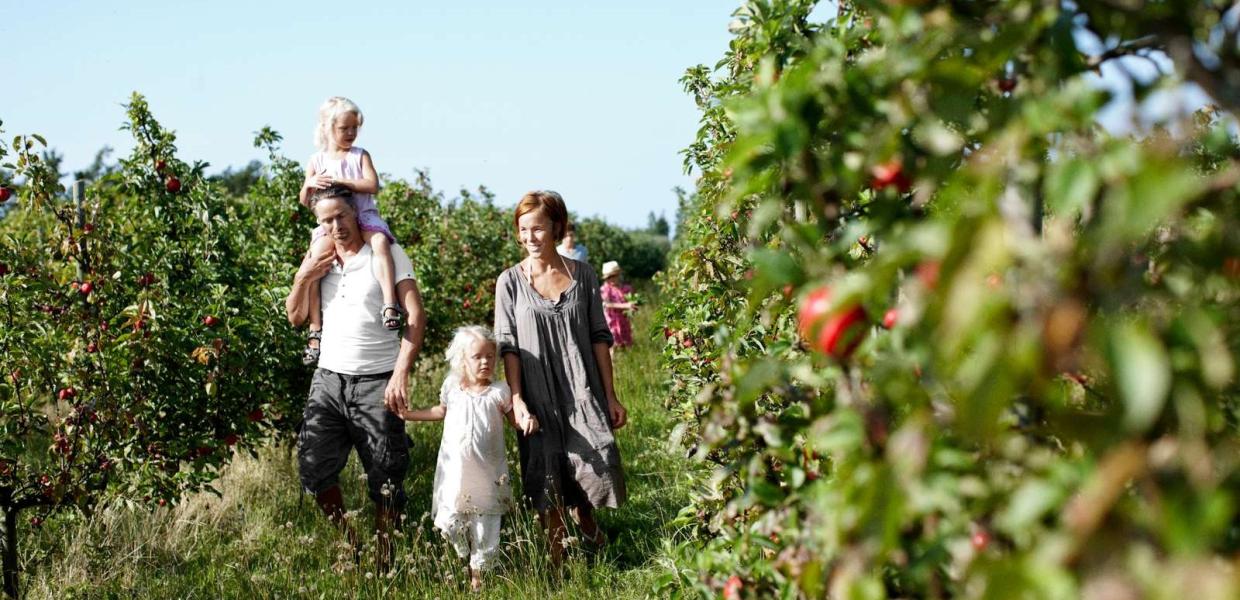 Fejø familie går i frugtplantage