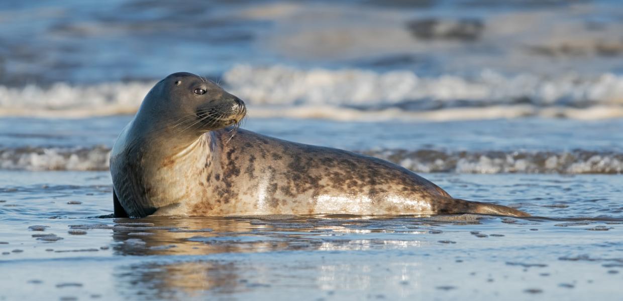 Sæl på strand