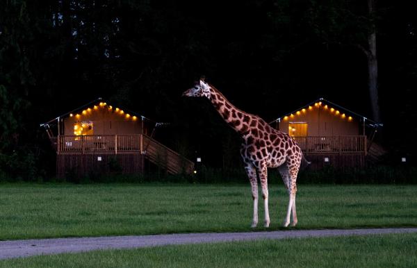 Knuthenborg Safaripark Safari Camp giraf