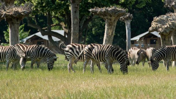 Knuthenborg Safaripark