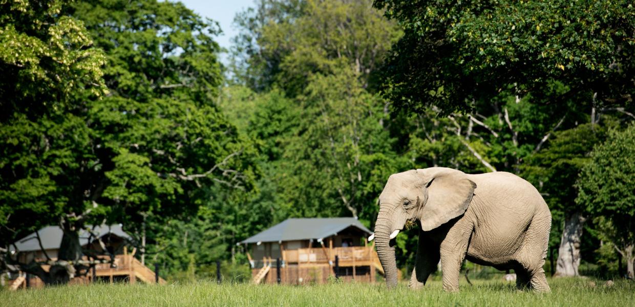 Knuthenborg Safaripark