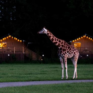 Knuthenborg Safaripark Safari Camp giraf
