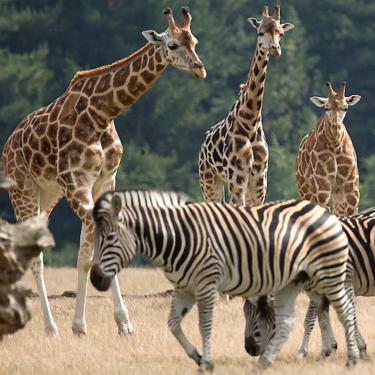 Knuthenborg Safaripark giraffer og zebraer