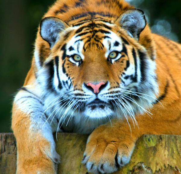 Tiger i Knuthenborg Safaripark