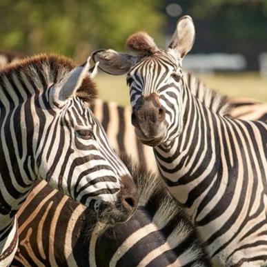 Zebra i Knuthenborg Safaripark