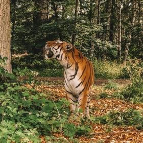 Knuthenborg Safaripark tiger