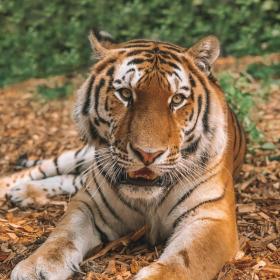 Knuthenborg Safaripark tiger