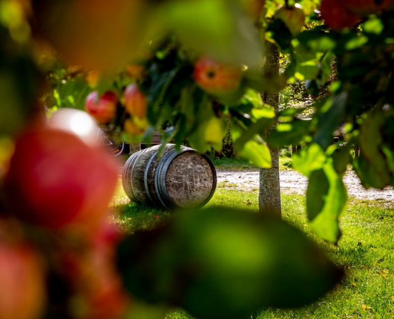 Fejø cider æbler og tønde